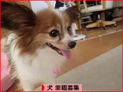 にほんブログ村 犬ブログ 犬 里親募集へ