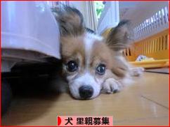 にほんブログ村 犬ブログ 犬 里親募集へ