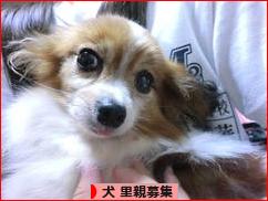 にほんブログ村 犬ブログ 犬 里親募集へ