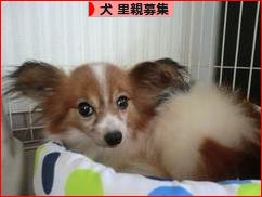 にほんブログ村 犬ブログ 犬 里親募集へ