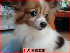 にほんブログ村 犬ブログ 犬 里親募集へ