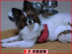 にほんブログ村 犬ブログ 犬 里親募集へ
