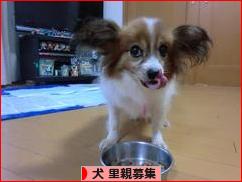 にほんブログ村 犬ブログ 犬 里親募集へ
