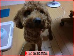 にほんブログ村 犬ブログ 犬 里親募集へ