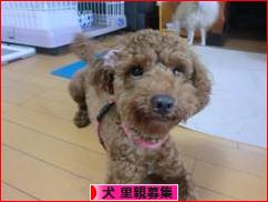 にほんブログ村 犬ブログ 犬 里親募集へ