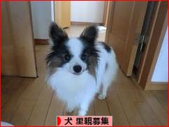 にほんブログ村 犬ブログ 犬 里親募集へ