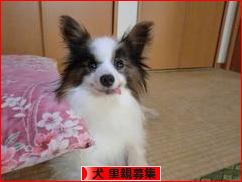 にほんブログ村 犬ブログ 犬 里親募集へ