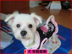 にほんブログ村 犬ブログ 犬 里親募集へ