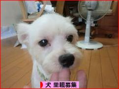 にほんブログ村 犬ブログ 犬 里親募集へ