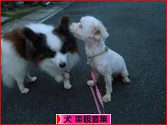 にほんブログ村 犬ブログ 犬 里親募集へ