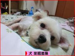 にほんブログ村 犬ブログ 犬 里親募集へ