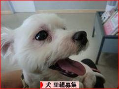 にほんブログ村 犬ブログ 犬 里親募集へ