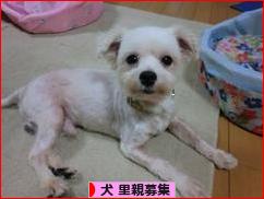 にほんブログ村 犬ブログ 犬 里親募集へ