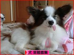 にほんブログ村 犬ブログ 犬 里親募集へ