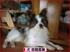 にほんブログ村 犬ブログ 犬 里親募集へ
