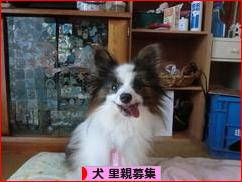にほんブログ村 犬ブログ 犬 里親募集へ