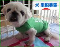 にほんブログ村 犬ブログ 犬 里親募集へ