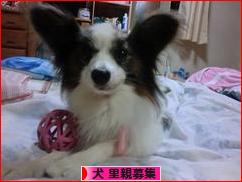 にほんブログ村 犬ブログ 犬 里親募集へ