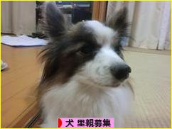 にほんブログ村 犬ブログ 犬 里親募集へ