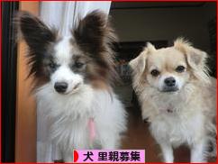 にほんブログ村 犬ブログ 犬 里親募集へ