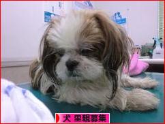 にほんブログ村 犬ブログ 犬 里親募集へ