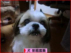 にほんブログ村 犬ブログ 犬 里親募集へ