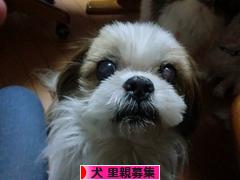 にほんブログ村 犬ブログ 犬 里親募集へ