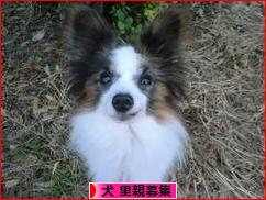 にほんブログ村 犬ブログ 犬 里親募集へ