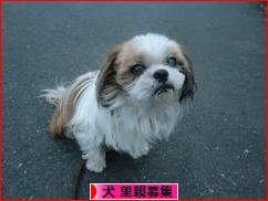 にほんブログ村 犬ブログ 犬 里親募集へ