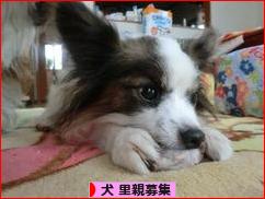 にほんブログ村 犬ブログ 犬 里親募集へ