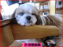 にほんブログ村 犬ブログ 犬 里親募集へ