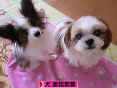にほんブログ村 犬ブログ 犬 里親募集へ