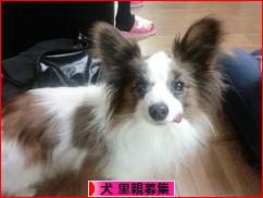 にほんブログ村 犬ブログ 犬 里親募集へ