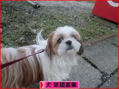 にほんブログ村 犬ブログ 犬 里親募集へ