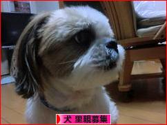 にほんブログ村 犬ブログ 犬 里親募集へ