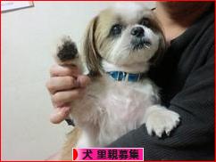 にほんブログ村 犬ブログ 犬 里親募集へ