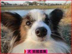 にほんブログ村 犬ブログ 犬 里親募集へ