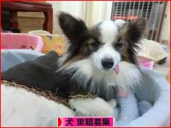 にほんブログ村 犬ブログ 犬 里親募集へ
