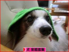 にほんブログ村 犬ブログ 犬 里親募集へ