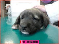 にほんブログ村 犬ブログ 犬 里親募集へ