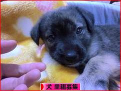 にほんブログ村 犬ブログ 犬 里親募集へ