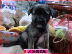 にほんブログ村 犬ブログ 犬 里親募集へ