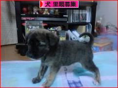 にほんブログ村 犬ブログ 犬 里親募集へ