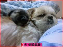 にほんブログ村 犬ブログ 犬 里親募集へ