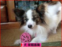 にほんブログ村 犬ブログ 犬 里親募集へ
