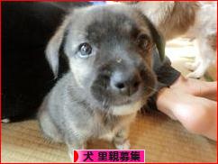 にほんブログ村 犬ブログ 犬 里親募集へ
