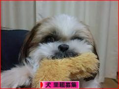 にほんブログ村 犬ブログ 犬 里親募集へ