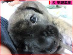 にほんブログ村 犬ブログ 犬 里親募集へ