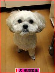 にほんブログ村 犬ブログ 犬 里親募集へ