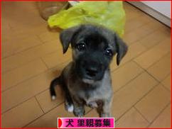 にほんブログ村 犬ブログ 犬 里親募集へ